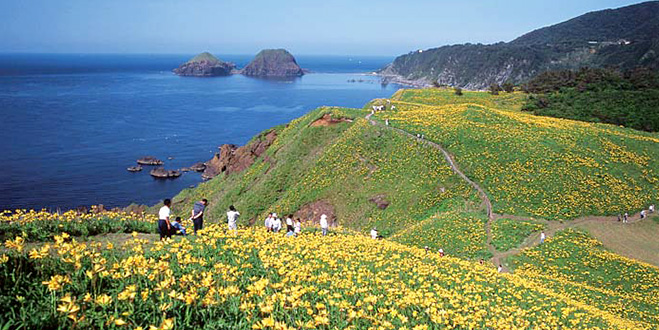 日本最大級のカンゾウ群生の
黄色い花が紺碧の海に映える