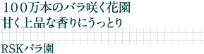 １００万本のバラ咲く花園甘く上品な香りにうっとり｜RSKバラ園
