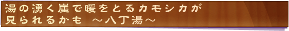 湯の湧く崖で暖をとるカモシカが見られるかも～八丁湯～