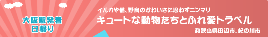 大阪駅発着／日帰り イルカや猫、野鳥のかわいさに思わずニンマリ『キュートな動物たちとふれ愛トラベル』和歌山県田辺市、紀の川市