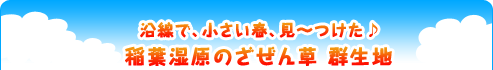 『沿線で、小さい春、見～つけた♪稲葉湿原のざぜん草 群生地』