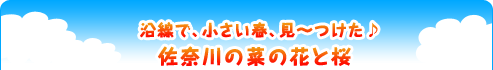 『沿線で、小さい春、見～つけた♪佐奈川の菜の花と桜』