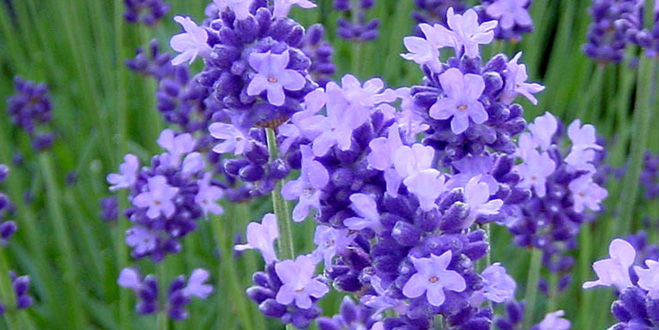 ＬＡＶＥＮＤＥＲ　＜濃紫早咲＞