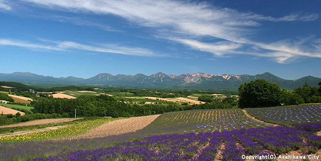 ＬＡＶＥＮＤＥＲ　＜上富良野町　深山峠＞