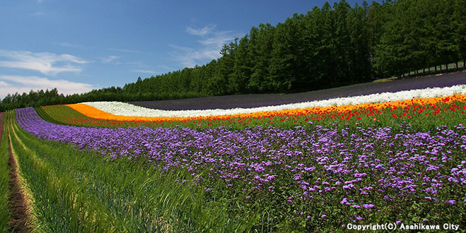 ＬＡＶＥＮＤＥＲ　＜中富良野町 ファーム富田＞