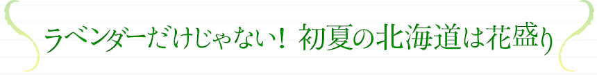 ラベンダーだけじゃない！　初夏の北海道は花盛り
