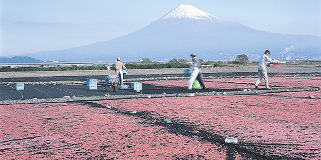 GOURMET 桜エビ