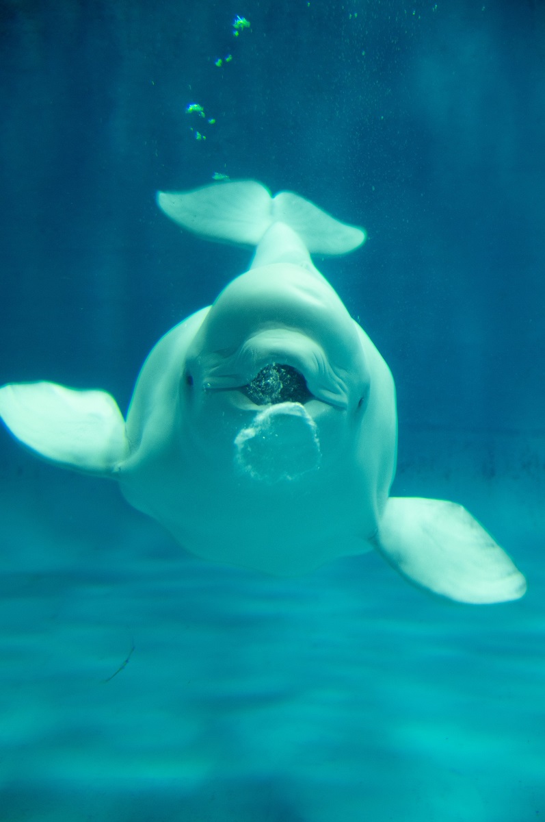 しまね海洋館アクアス・シロイルカ