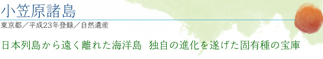 小笠原諸島｜東京都／平成23年登録／自然遺産｜日本列島から遠く離れた海洋島　独自の進化を遂げた固有種の宝庫