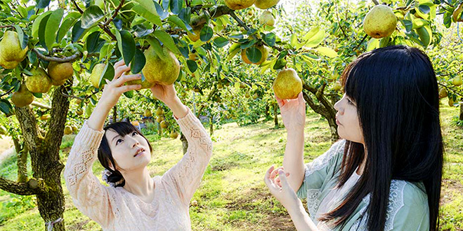 フルーツの女王がもつ
爽やかな酸味と甘みにトリコ

